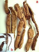  Morinda Root 